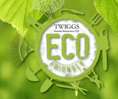 eco friendly practices news