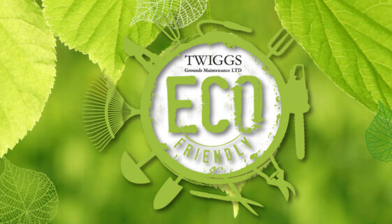 eco friendly practices news