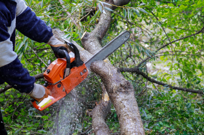 Tree Services - See more...